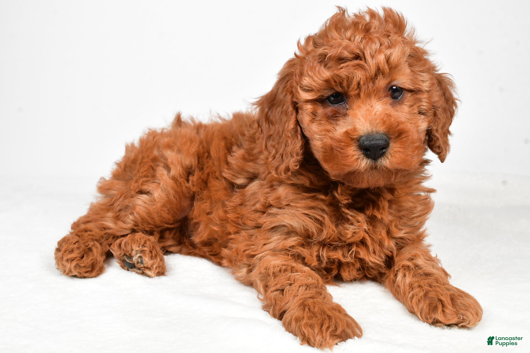 Miniature Poodle dogs Bentley - Ad 1