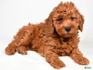 Miniature Poodle dogs for sale: Bentley - Ad 3