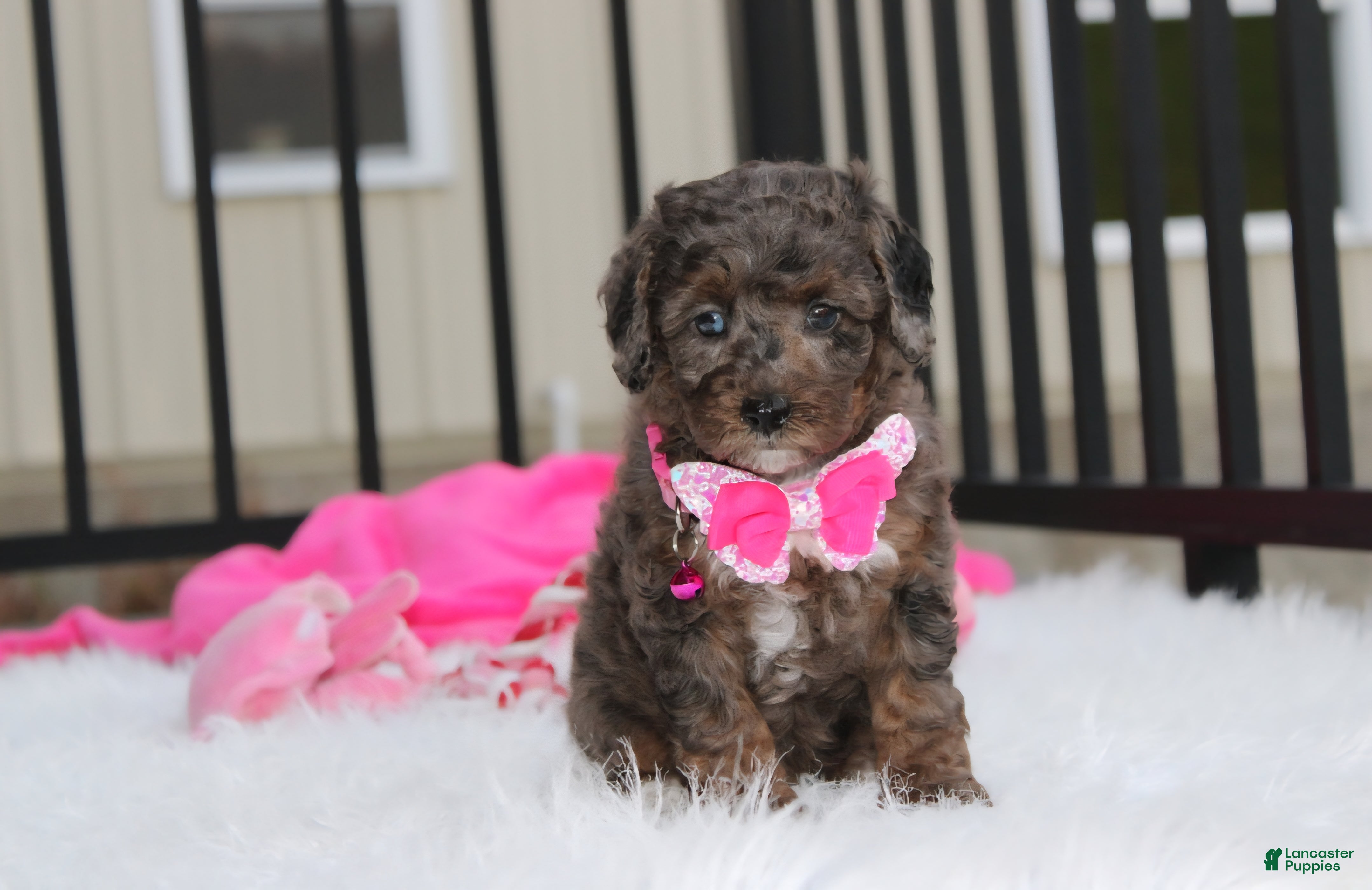 Miniature Poodle dogs for sale:  Brinley - Ad 2
