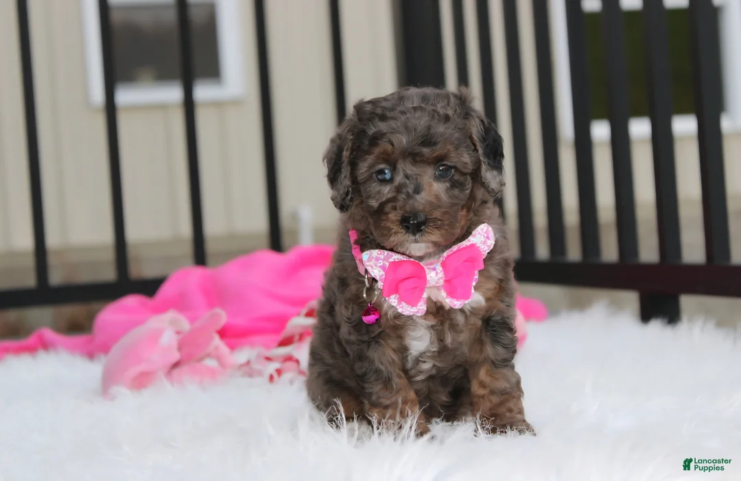 Miniature Poodle dogs for sale:  Brinley - Ad 2