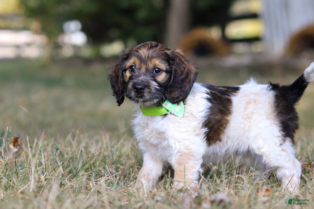Bingo for sale in Baltic Lancaster Puppies