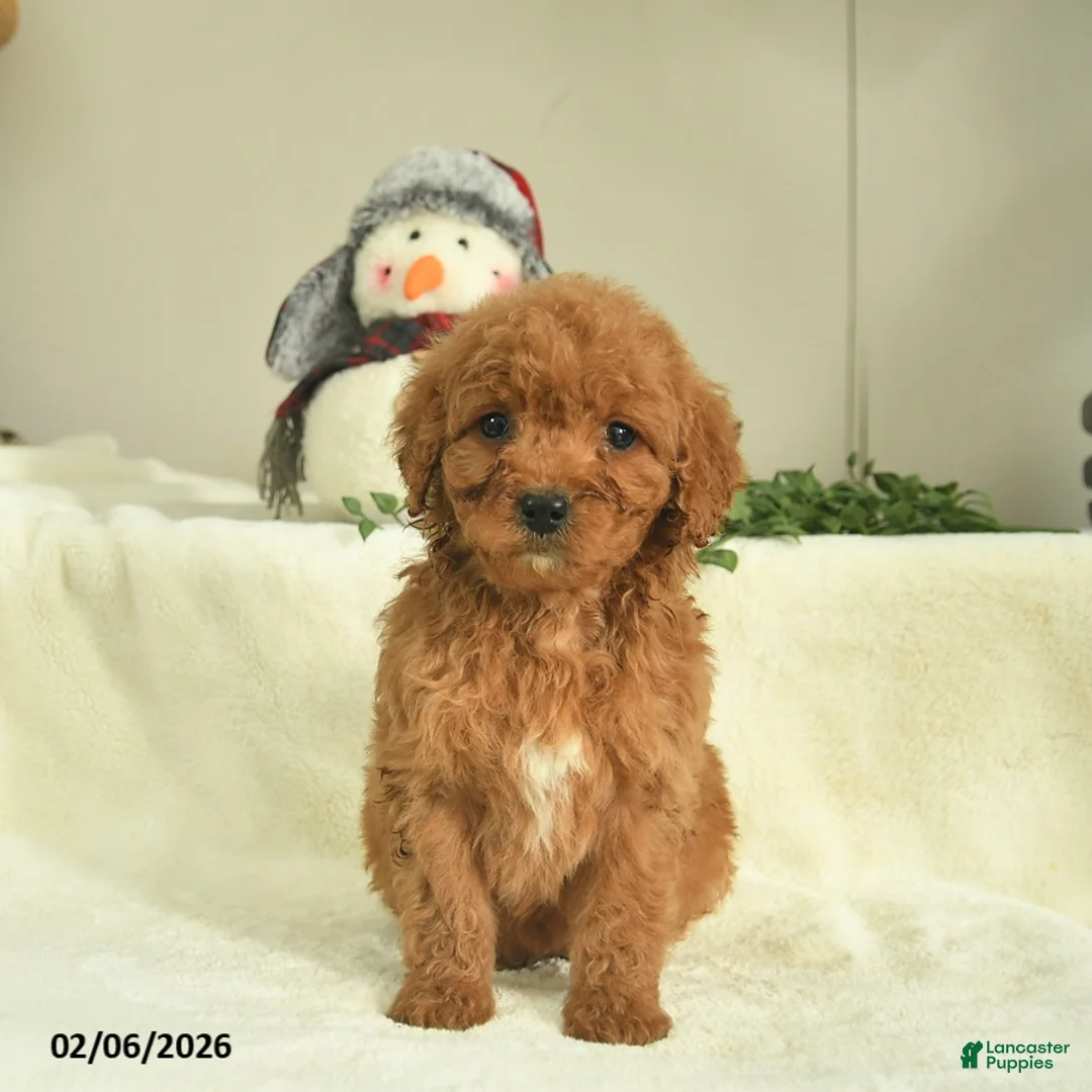 Goldendoodle dogs for sale: Destiny  - Ad 3