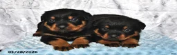 Rottweiler dogs for sale: Dusty - Ad 3