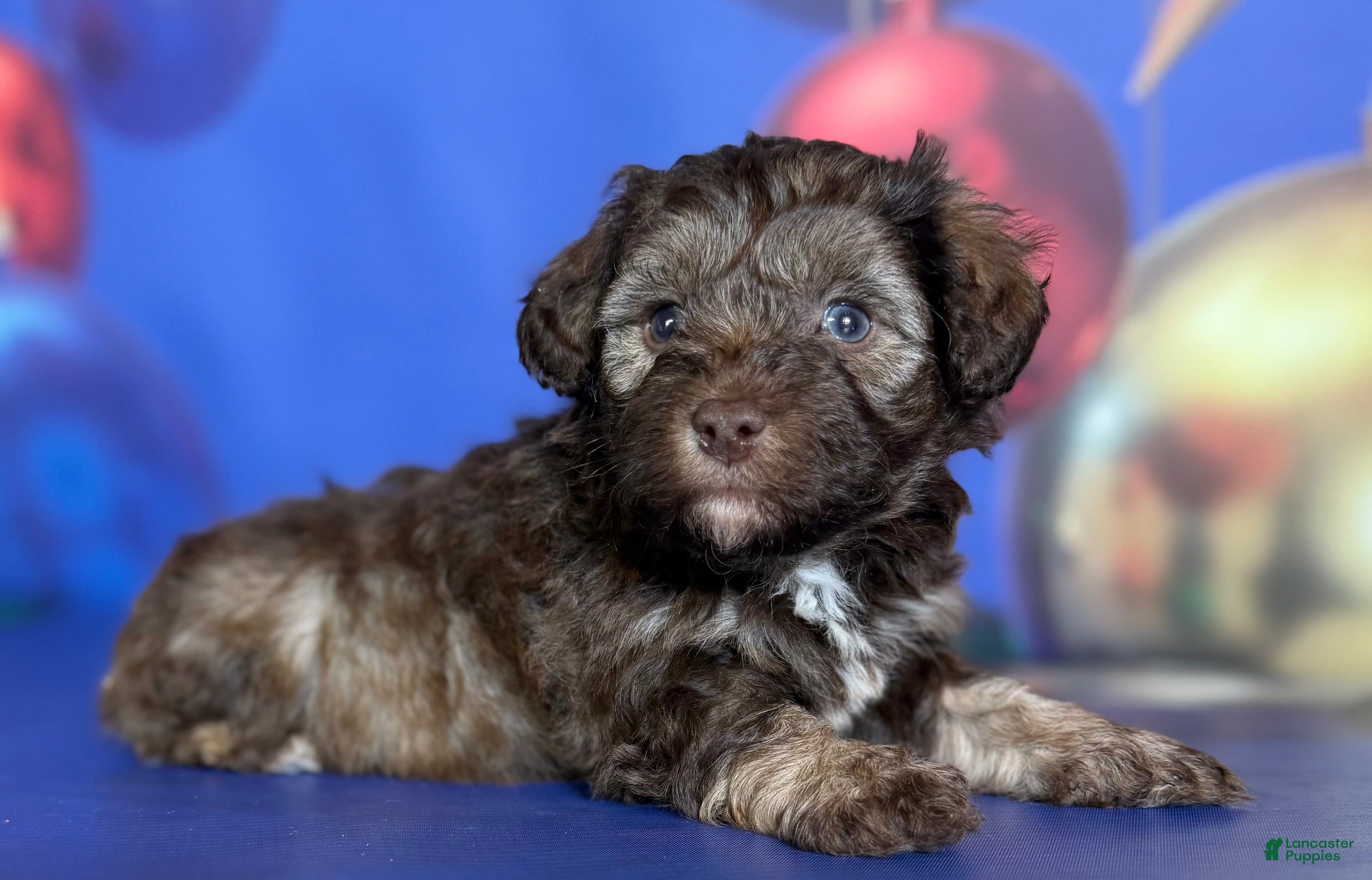 Schnoodle dogs Blitzen - Ad 2