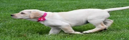 Labrador Retriever dogs for sale: Willow - Ad 6