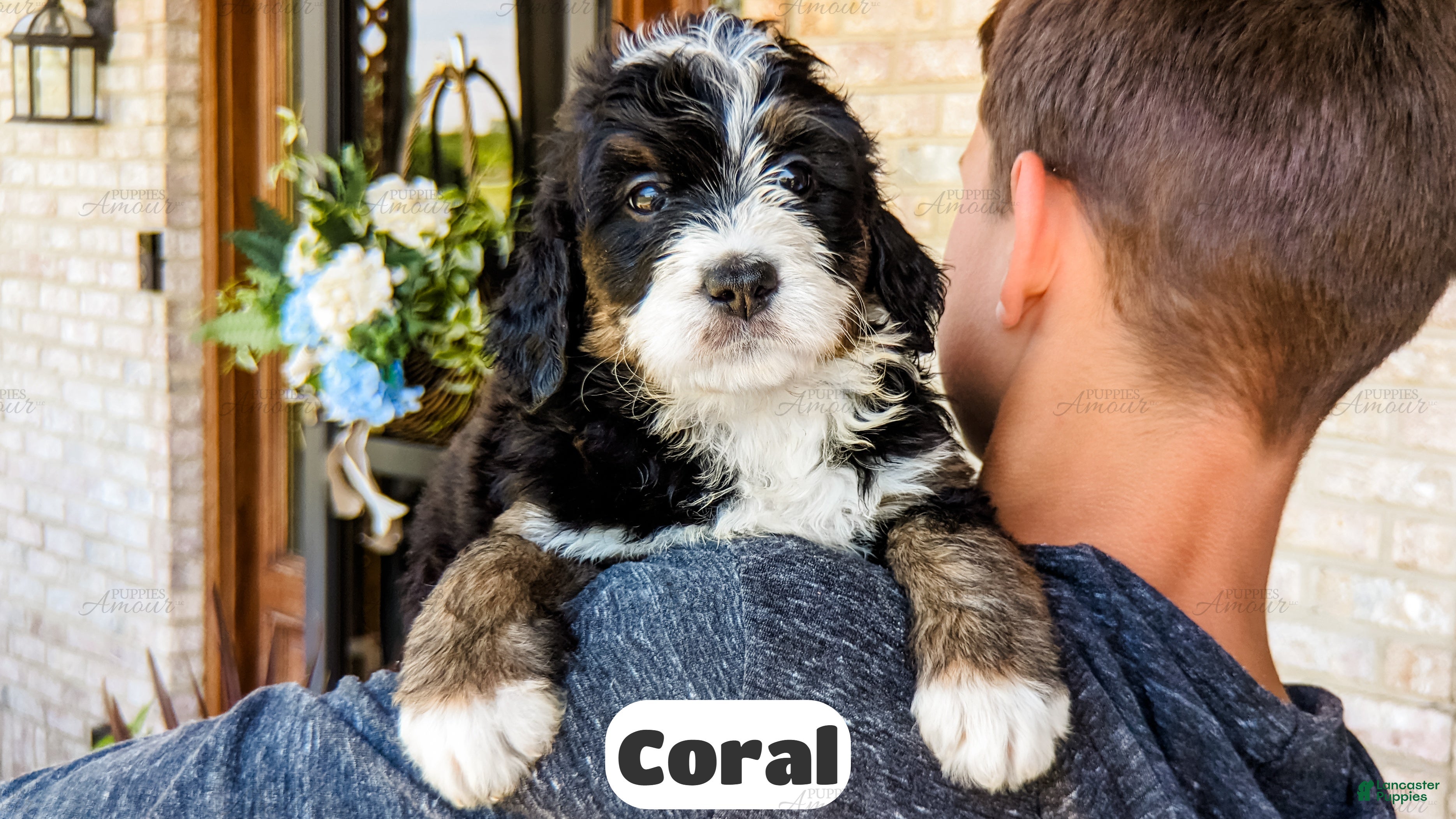 Bernedoodle dogs Coral - Ad 1