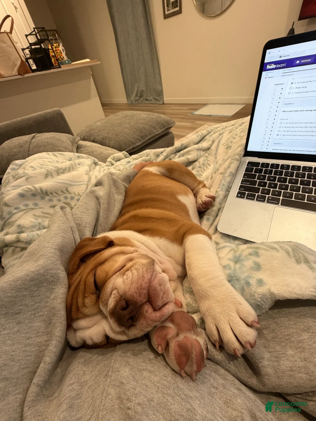 Victorian Bulldog dogs for sale: Rocky - Ad 3