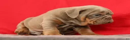 English Bulldog dogs for sale: Sarge - Ad 4
