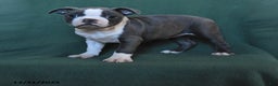 Boston Terrier dogs for sale: Maggie - Ad 1
