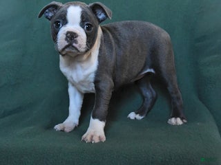 Boston Terrier dogs Maggie - Ad 32