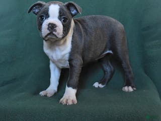 Boston Terrier dogs Maggie - Ad 4