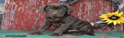 Labrador Retriever dogs for sale: Duke - Ad 2