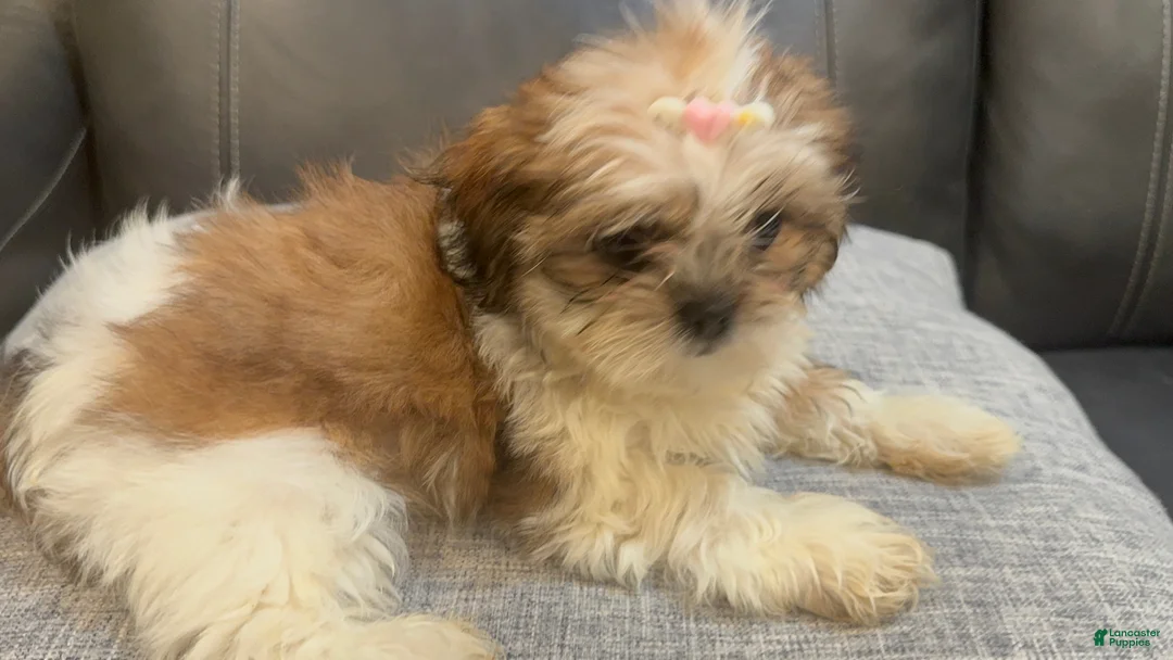 Shih Tzu dogs for sale: Liz - Ad 1