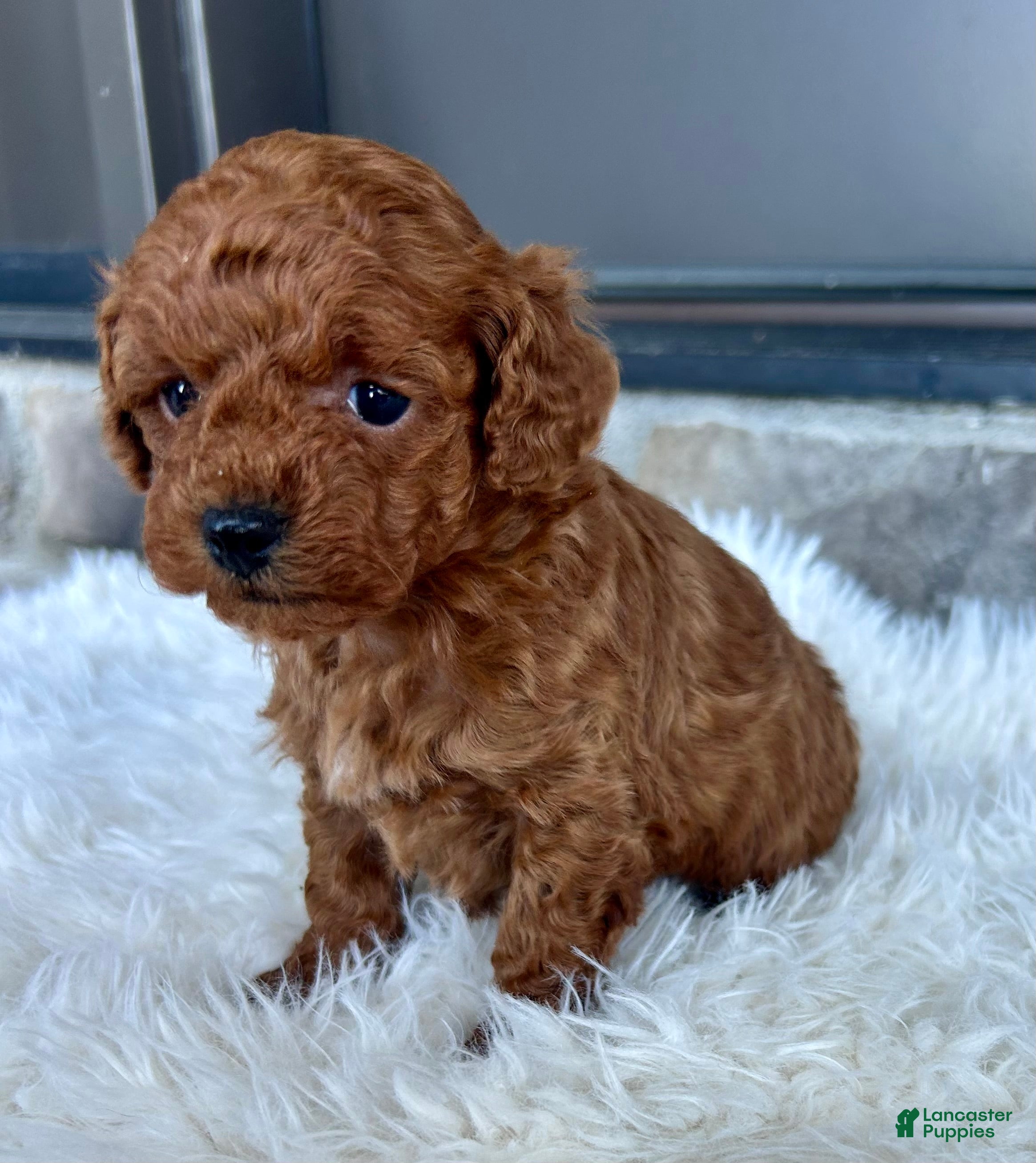 Toy Poodle dogs for sale: Jade - Ad 2