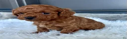 Toy Poodle dogs for sale: Jade - Ad 2