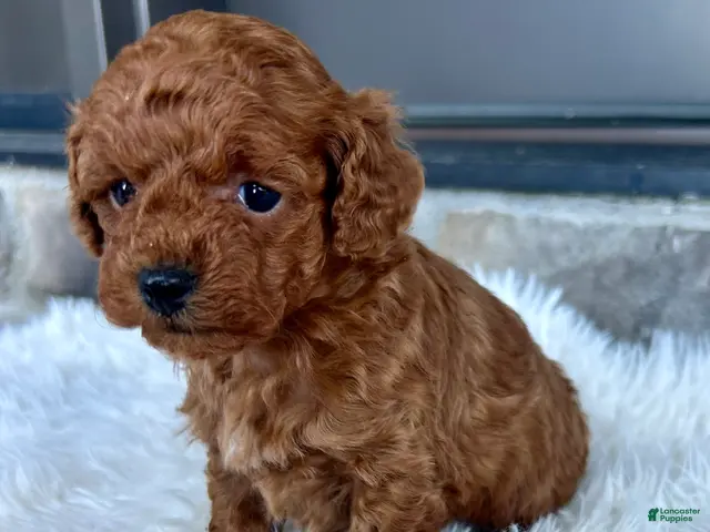 Toy Poodle dogs for sale: Jade - Ad 2