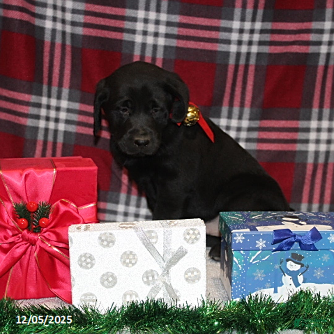 Goldador dogs for sale: Randy - Ad 1