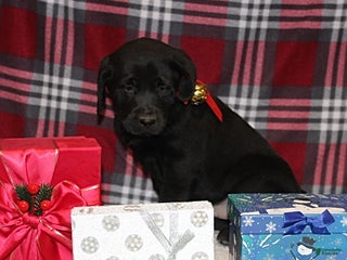 Goldador dogs Randy - Ad 1