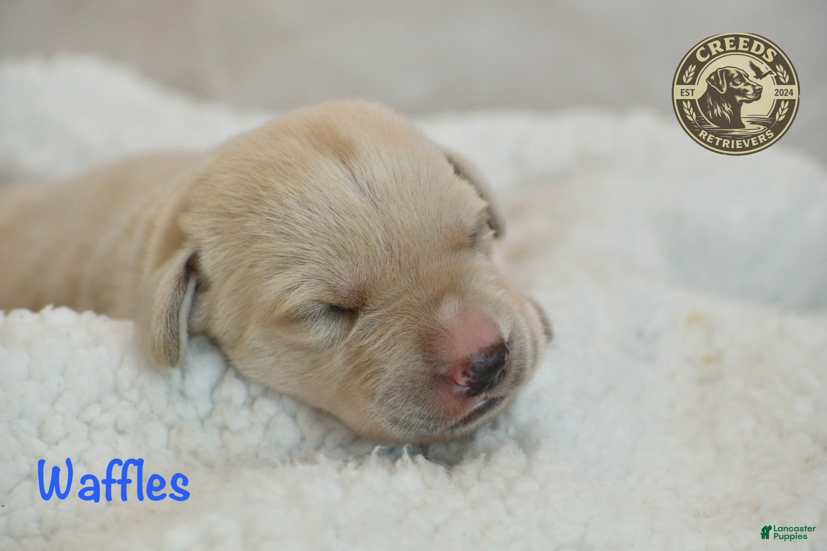 Labrador Retriever dogs White English Lab - Waffles - Ad 19