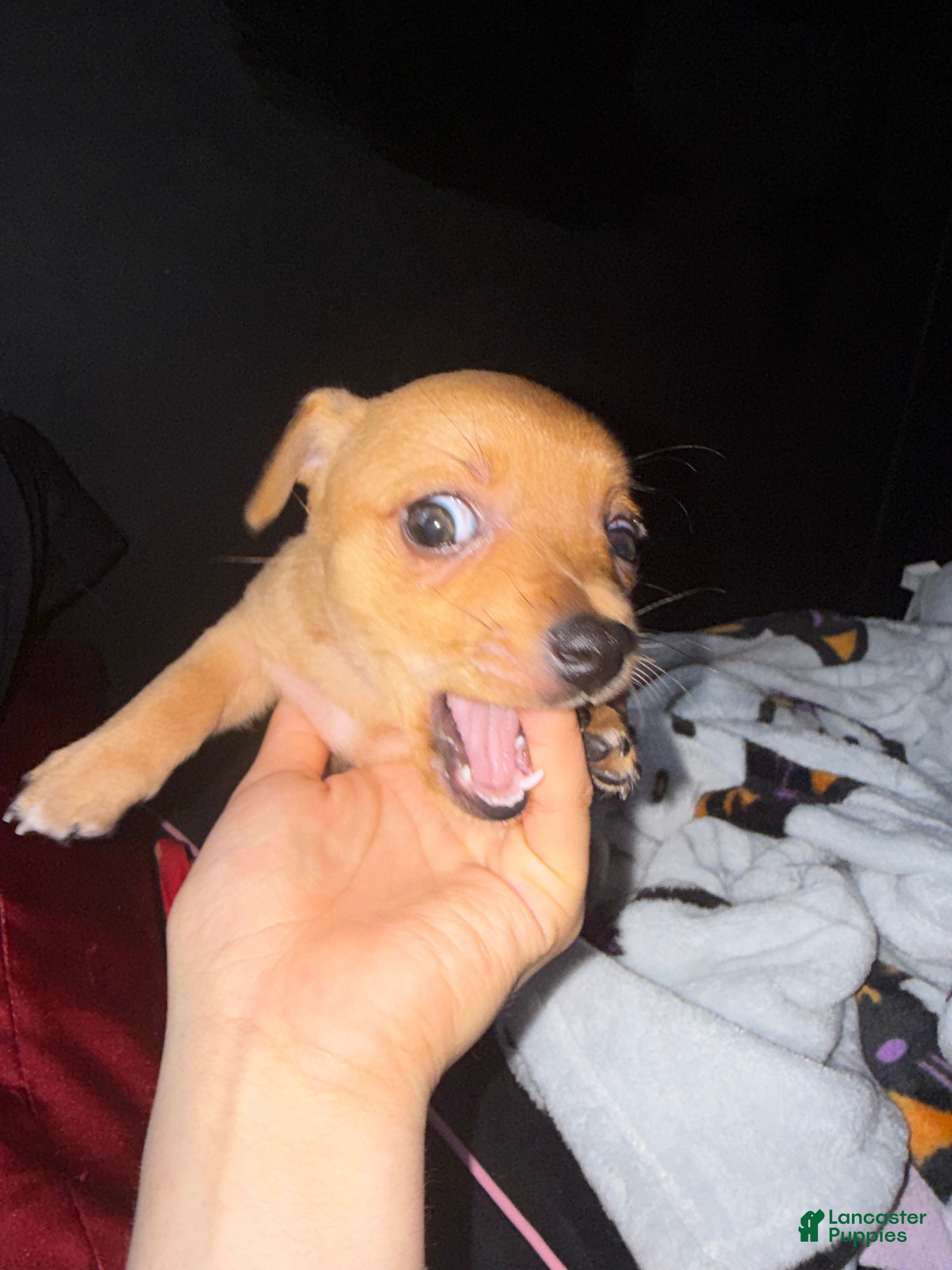 Mixed Breed dogs Lilith  - Ad 15