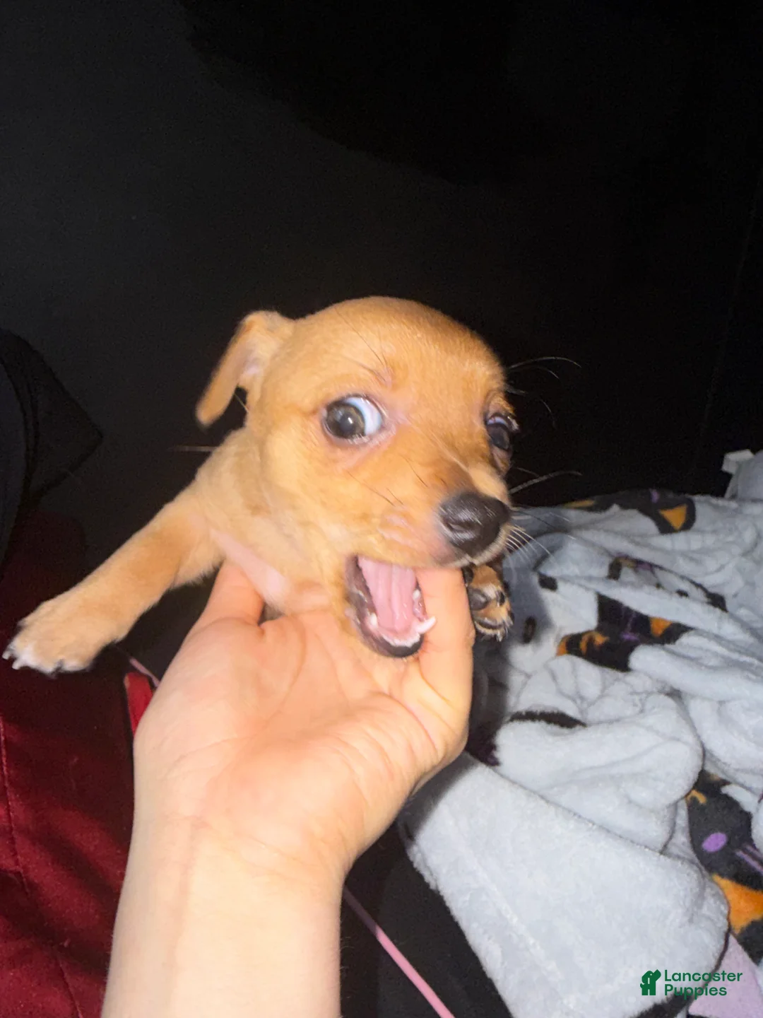 Mixed Breed dogs for sale: Lilith  - Ad 1