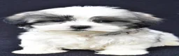 Malshi dogs for sale: Jet - Ad 7