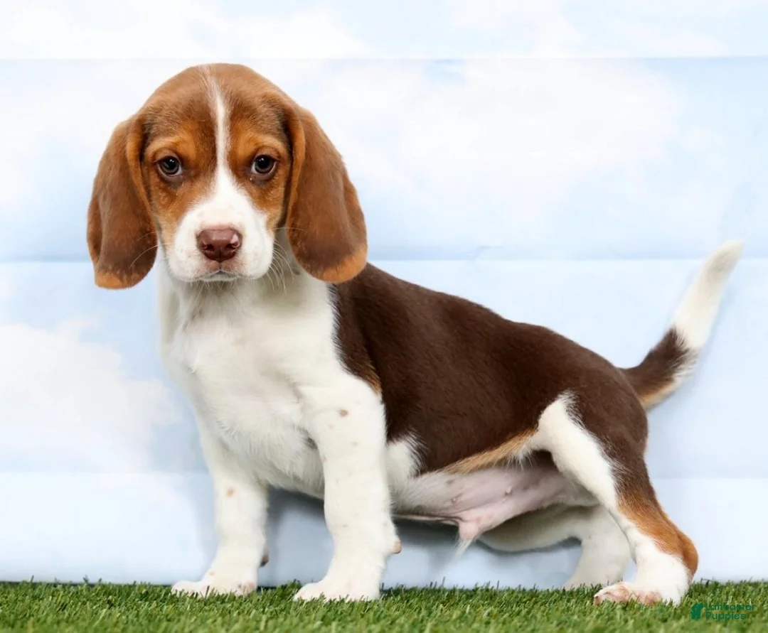 Beagle dogs for sale: Grady - Ad 2
