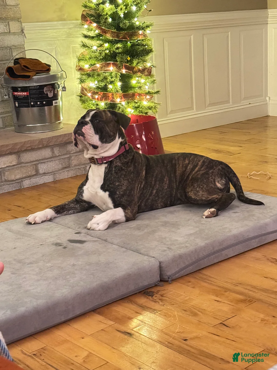 Alapaha Blue Blood Bulldog dogs for sale: BEA Riot - Ad 11