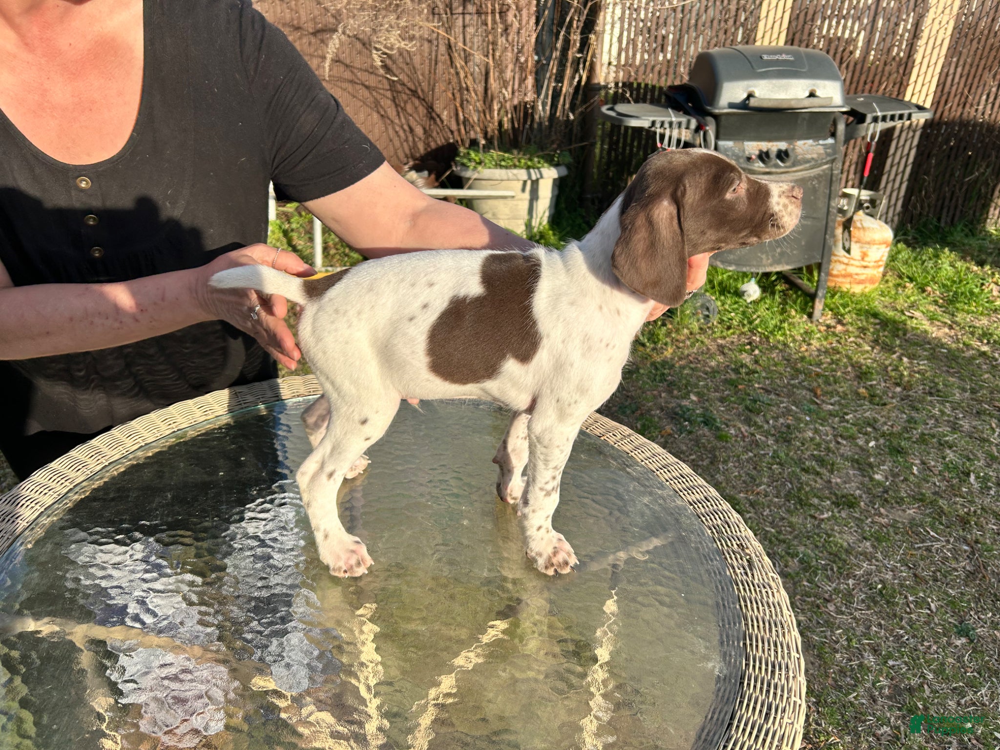 German Shorthaired Pointer dogs for sale: German Shorthaired Pointer Puppy 4 - Ad 4
