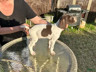 German Shorthaired Pointer dogs for sale: German Shorthaired Pointer Puppy 4 - Ad 4