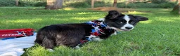 Welsh Corgi Cardigan dogs for sale: Ace FLUFFY - Ad 4
