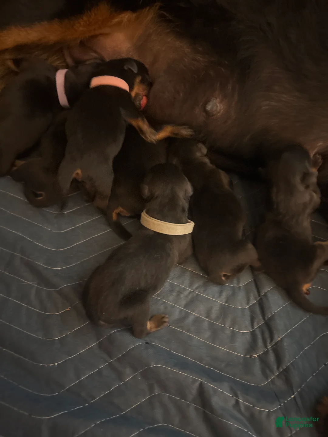 Rottweiler dogs for sale: Rottweiler Puppy 7 - Ad 1