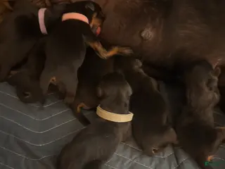 Rottweiler dogs for sale: Rottweiler Puppy 7 - Ad 1