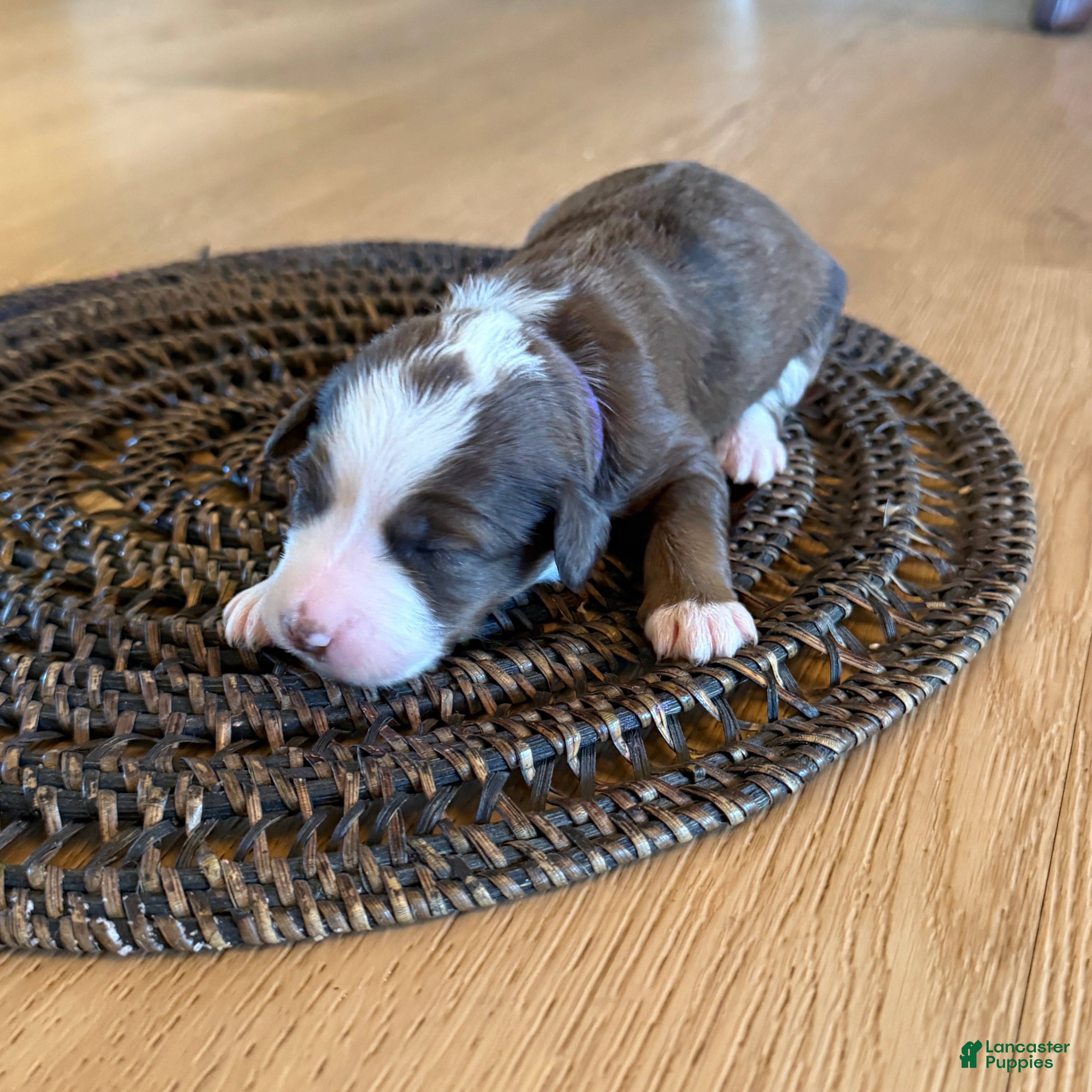 Bernedoodle dogs Annabelle - Ad 1