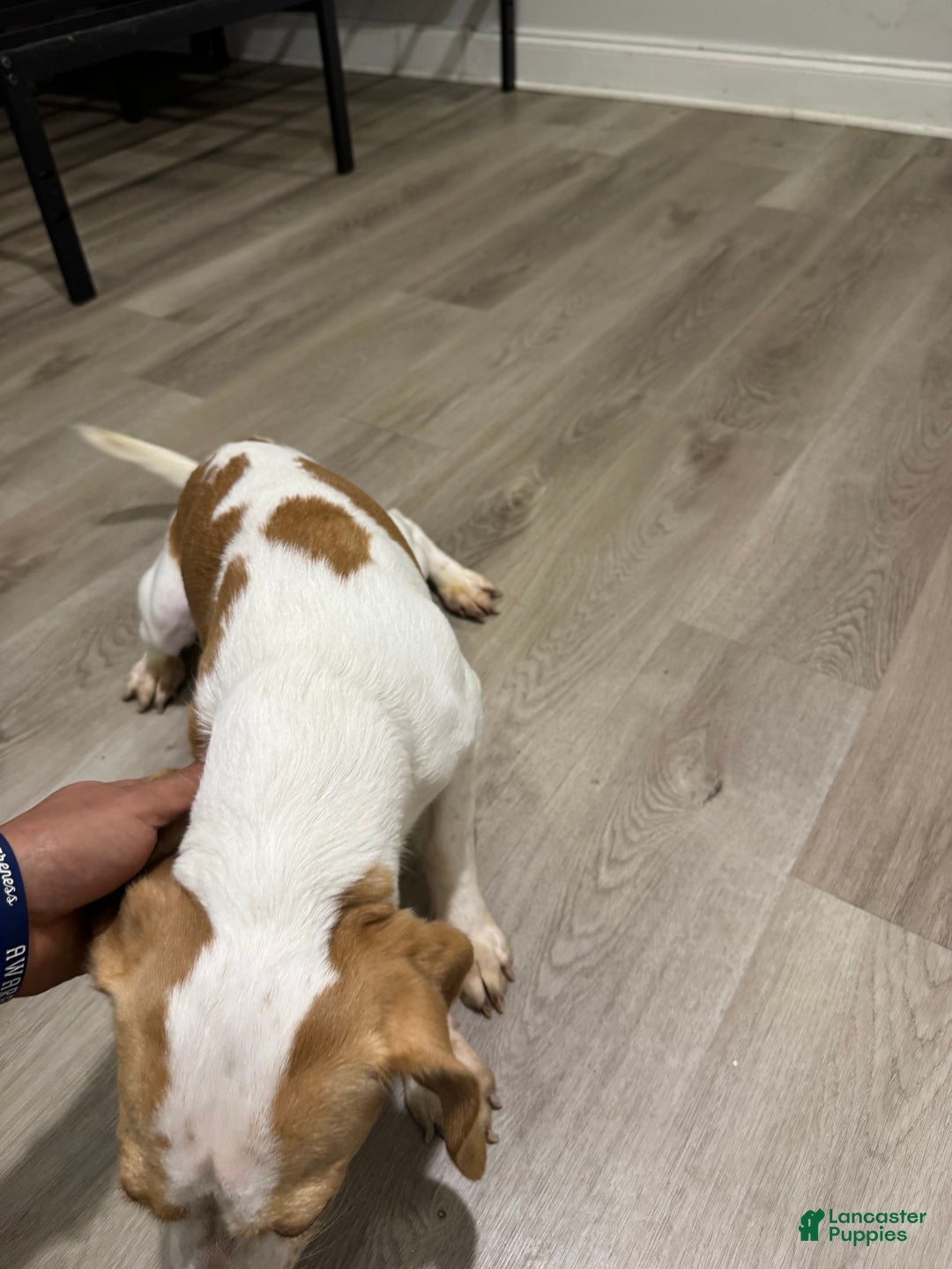 Beagle dogs for sale: Beagle Puppy 1 - Ad 4