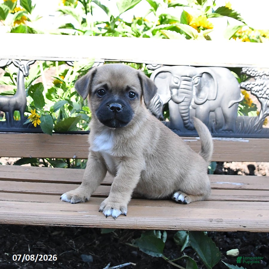 Jug dogs Comet - Ad 2