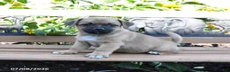 Jug dogs for sale: Comet - Ad 2