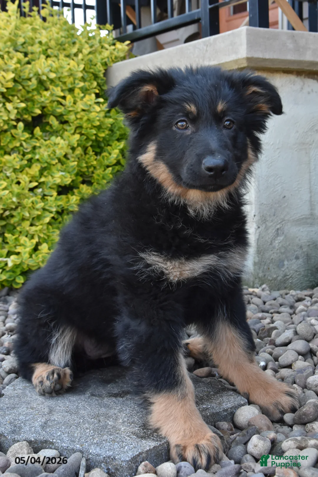 Mixed Breed dogs for sale: Mae - Ad 1