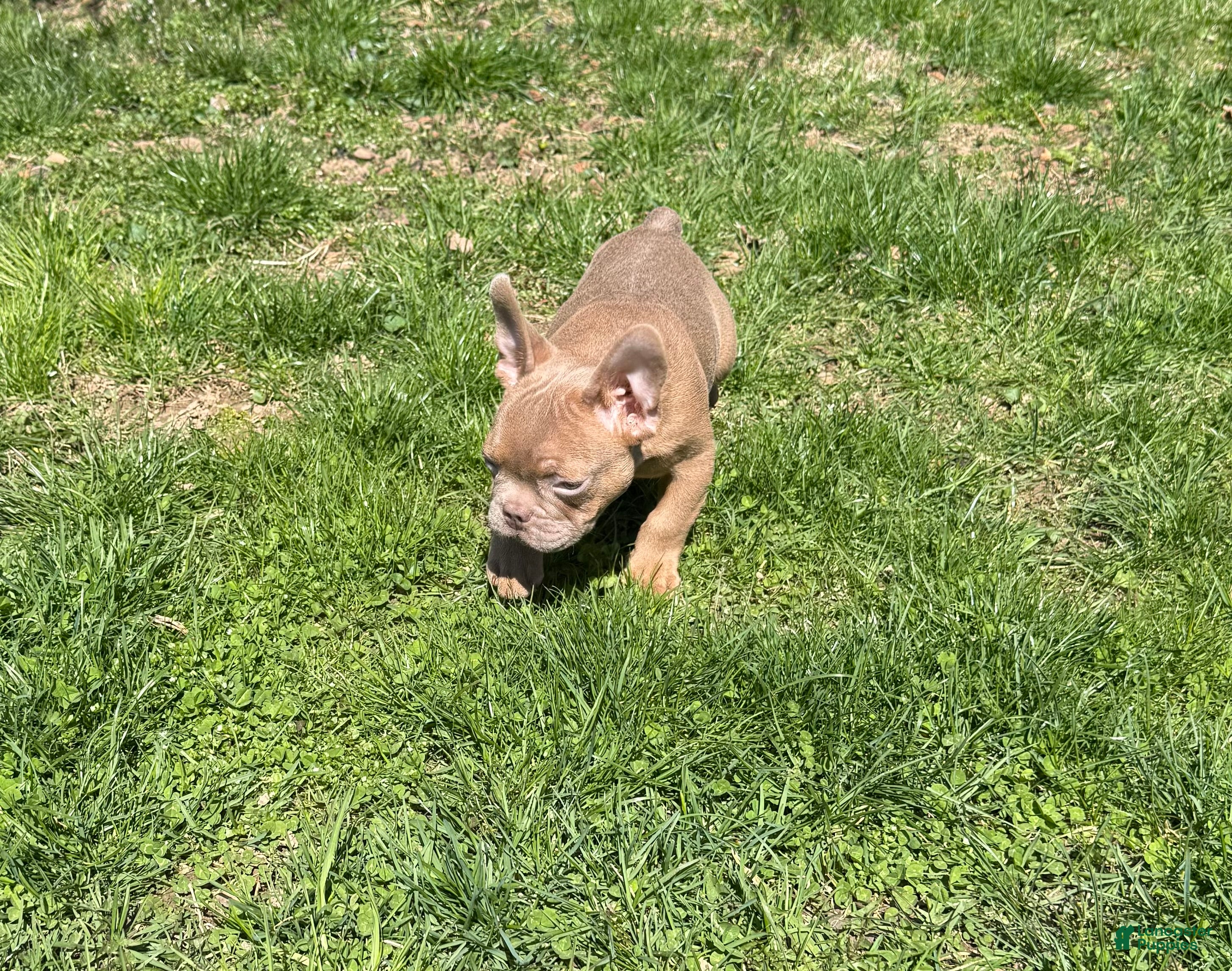 French Bulldog dogs French Bulldog Puppy 1 - Ad 40