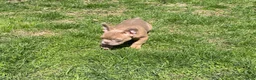 French Bulldog dogs for sale: French Bulldog Puppy 1 - Ad 1