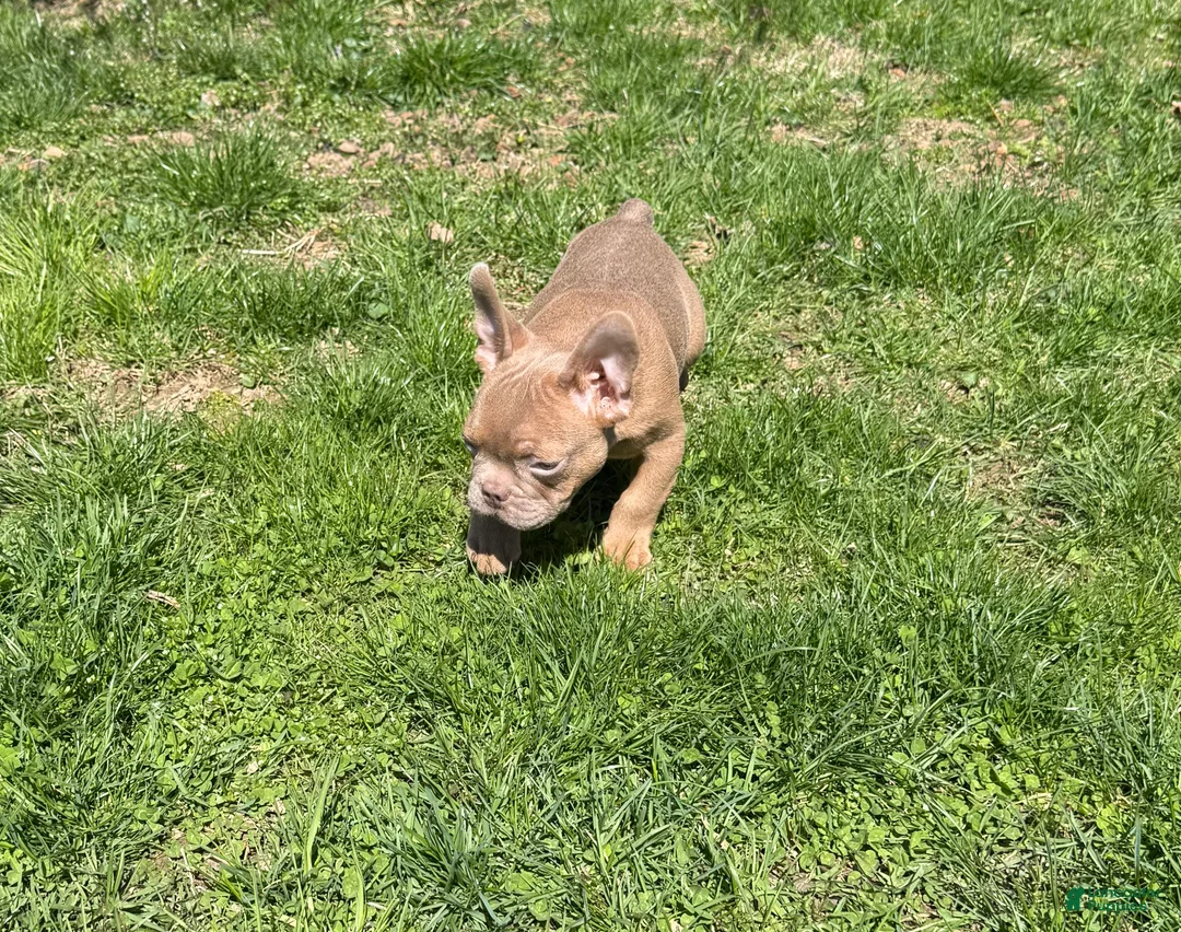 French Bulldog dogs for sale: French Bulldog Puppy 1 - Ad 1