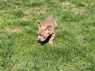 French Bulldog dogs French Bulldog Puppy 1 - Ad 7