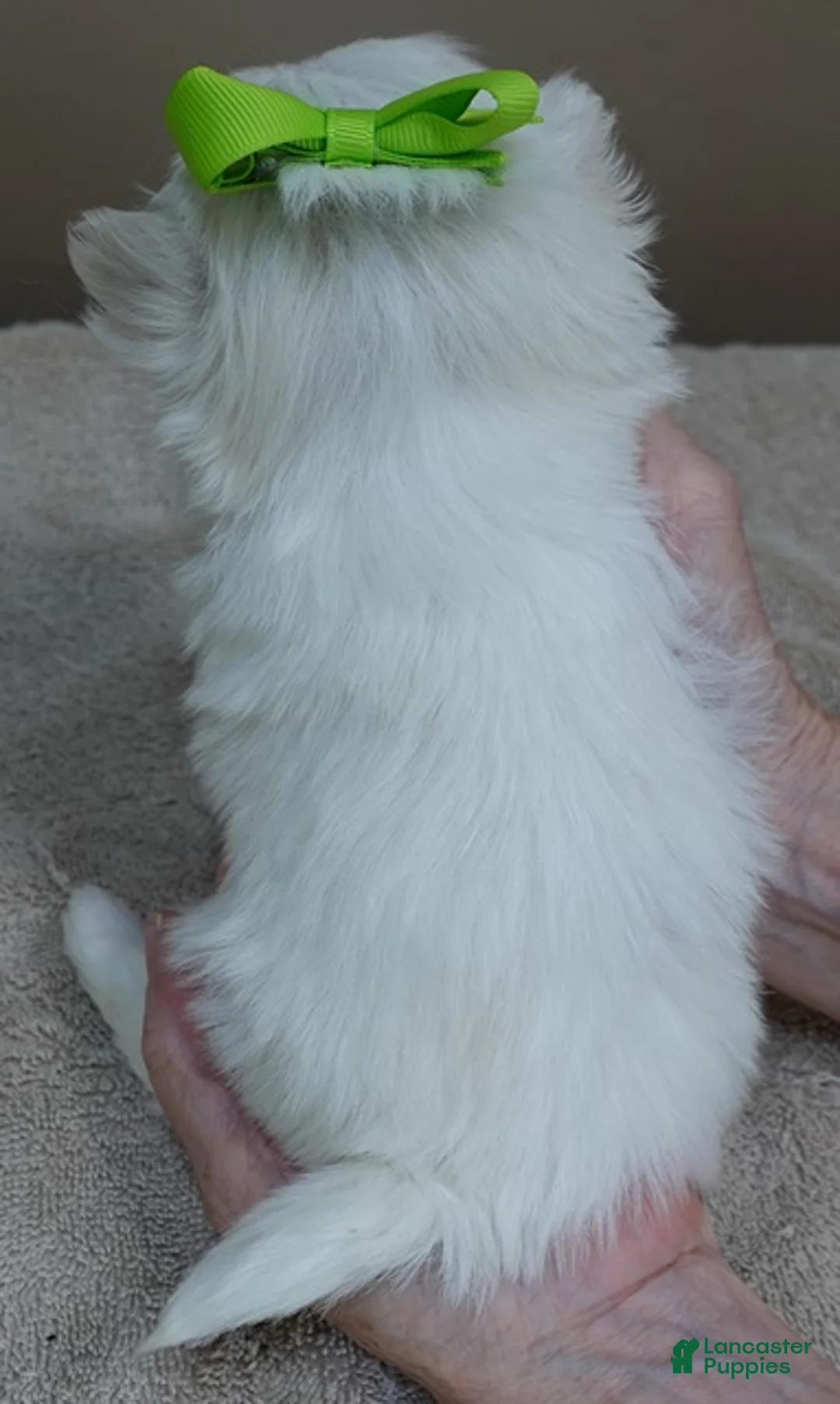 Maltese dogs for sale: Harlow - Ad 1