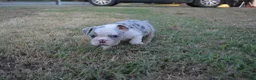 English Bulldog dogs for sale: Butterfly  - Ad 7