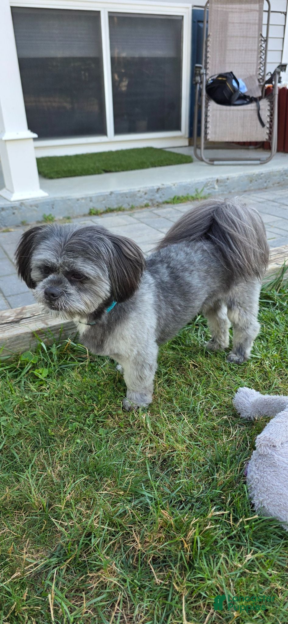 Shihpoo dogs for stud: Ash and GiGi - Ad 4