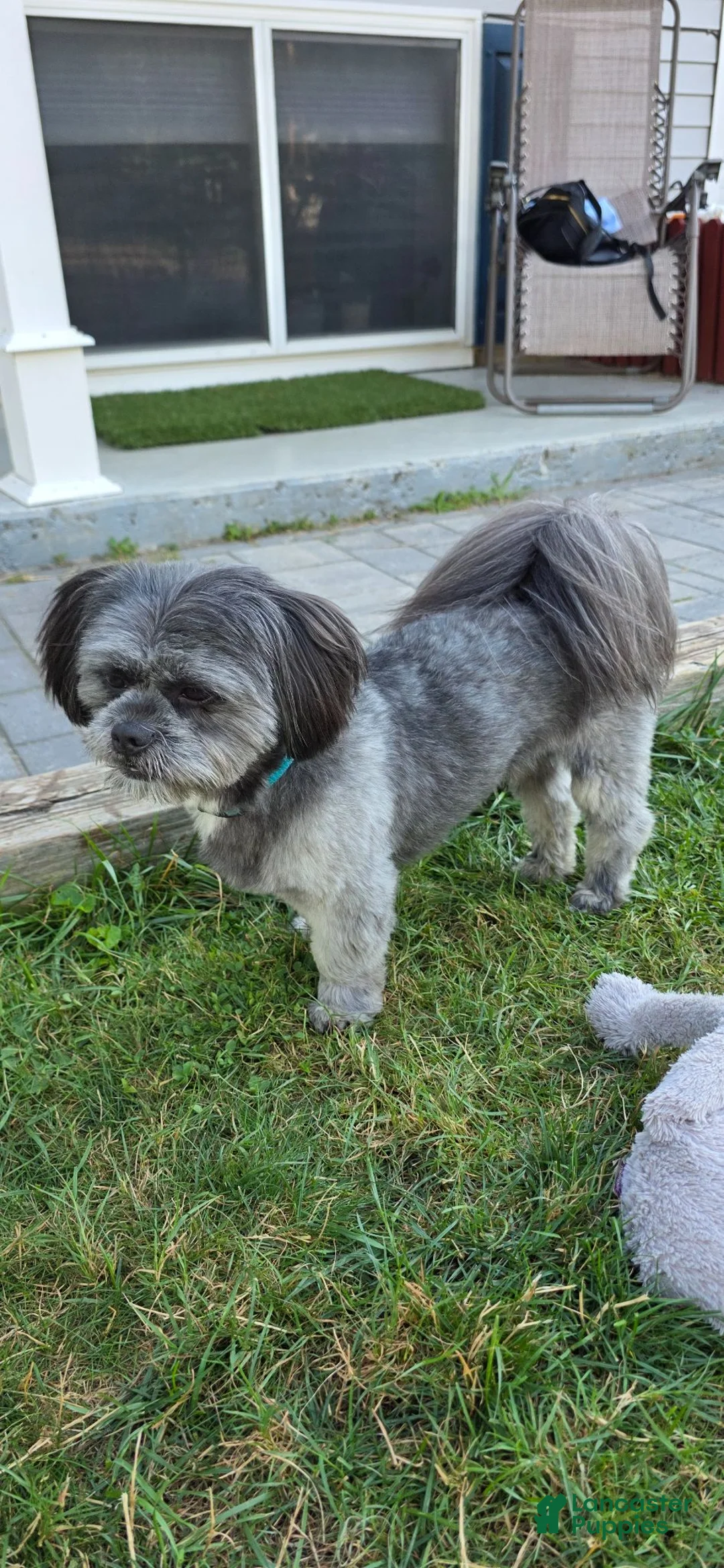 Shihpoo dogs for stud: Ash and GiGi - Ad 1