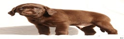 Labrador Retriever dogs for sale: Spice - Ad 8