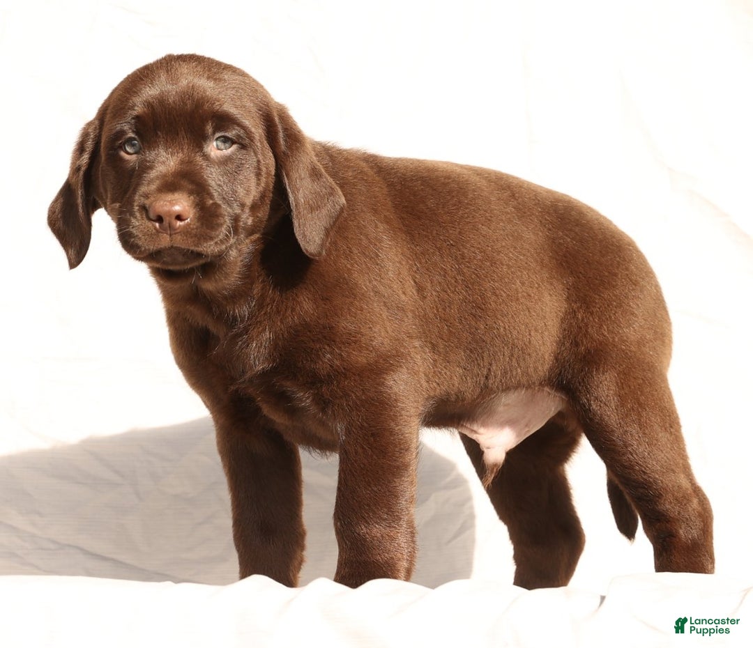 Labrador Retriever dogs for sale: Spice - Ad 8