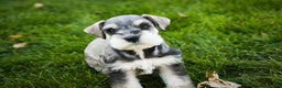 Miniature Schnauzer dogs for sale: Kris - Ad 11
