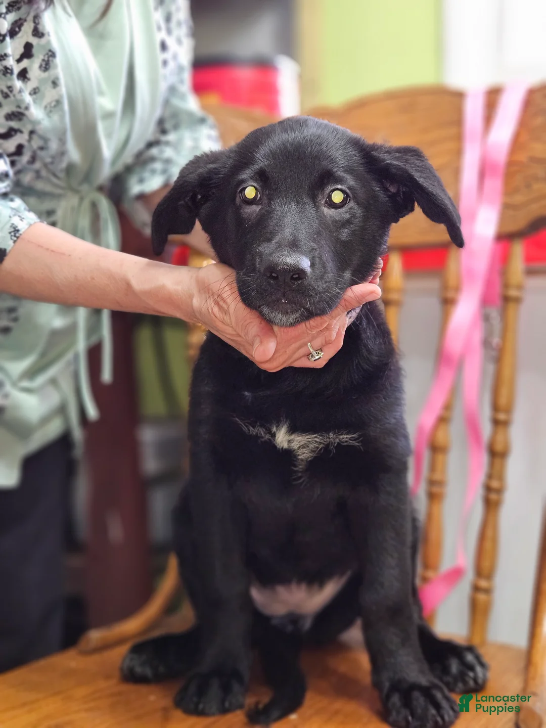 Mixed Breed dogs for sale:  Puppy 8 Pink - Ad 1